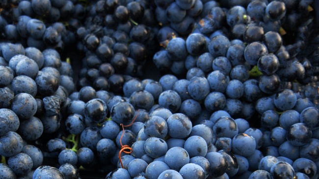 Malvasia Nera